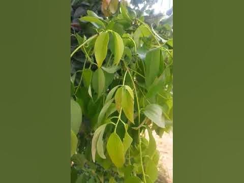 Biryani Leaf Tree: The Secret to Authentic Flavor & Culinary Excellence