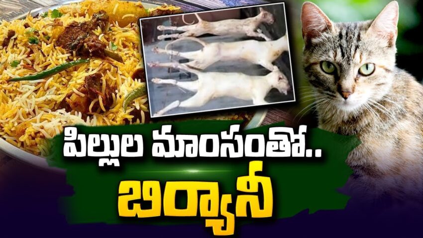 Cat Meat Biryani: An Unethical Delicacy or Cultural Taboo?